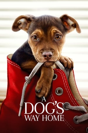 A Dogs Way Home (2019) Hindi Dual Audio 300MB - Movierulz